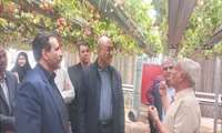  بازدید استاندار کرمانشاه از گلخانه توت فرنگی محمدی در بخش درودفرامان شهرستان کرمانشاه 
